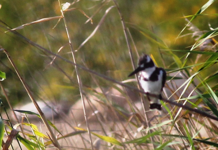 Alaca yalıçapkını