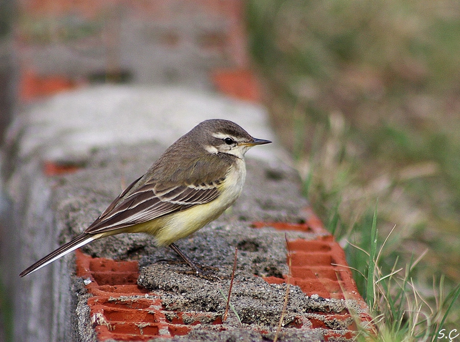 Sarı kuyruksallayan
