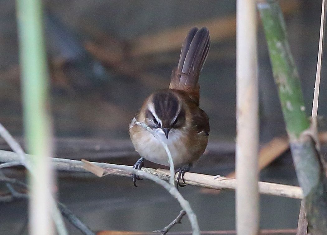 Bıyıklı kamışçın