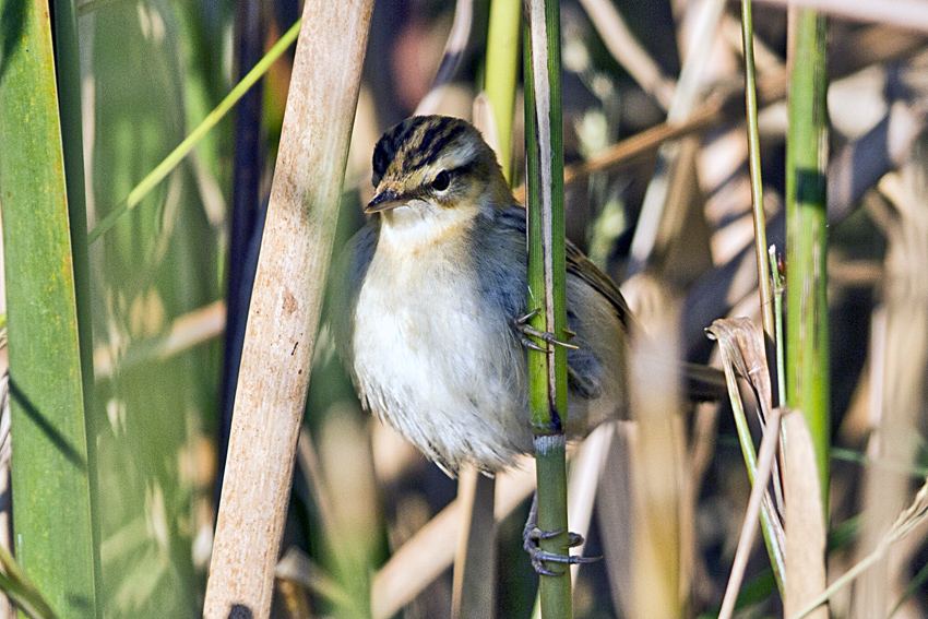 Kındıra kamışçını