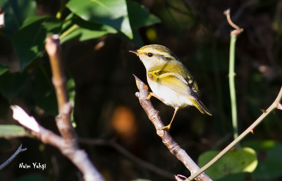 Çalıkuşu çıvgını