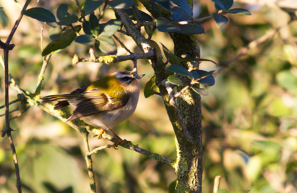 Sürmeli çalıkuşu