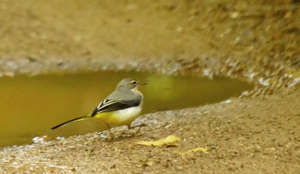 Dağ kuyruksallayanı
