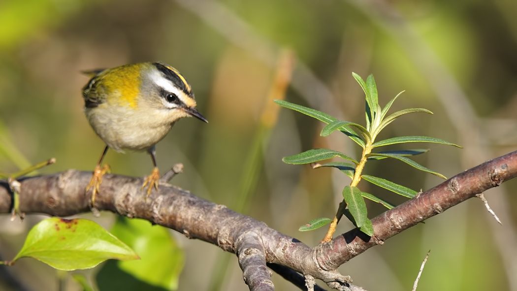 Sürmeli çalıkuşu