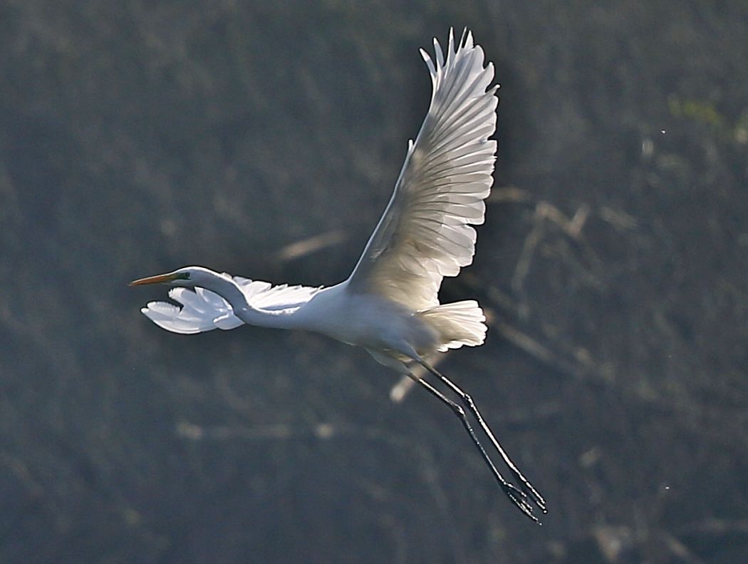 Büyük ak balıkçıl
