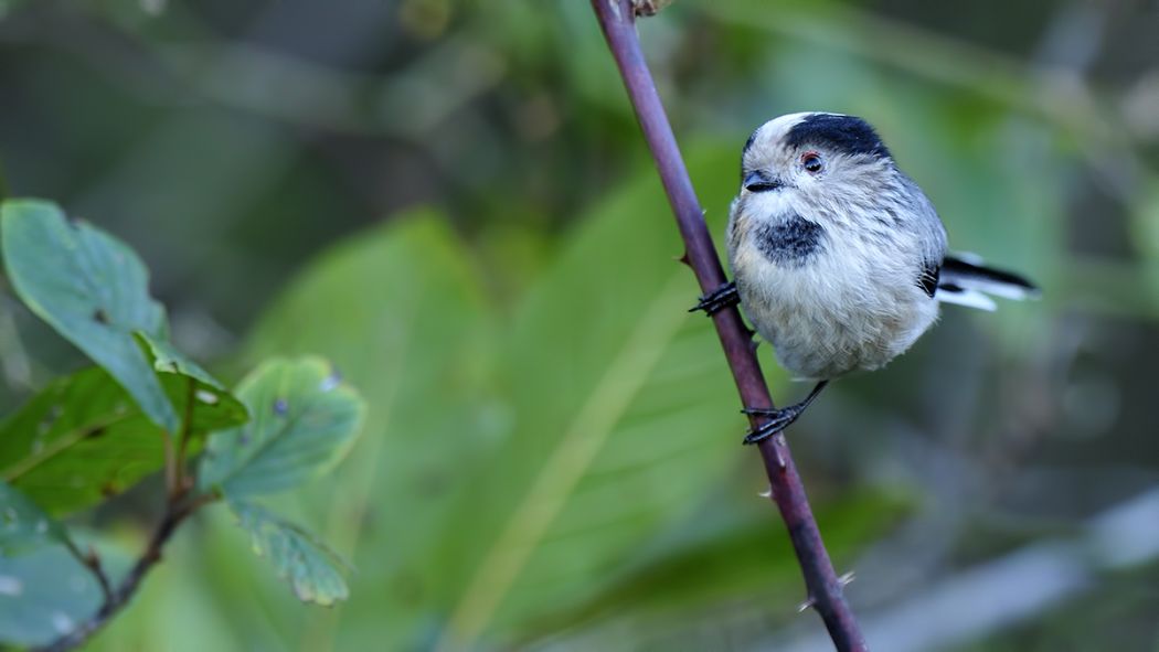 Uzunkuyruklu baştankara