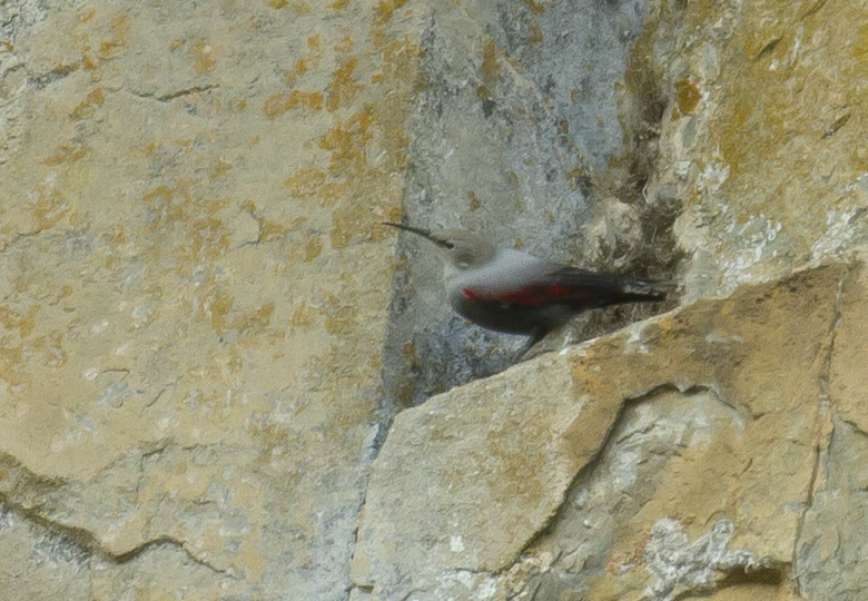 Duvar tırmaşıkkuşu