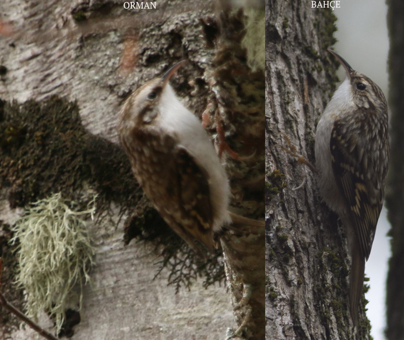 Orman tırmaşıkkuşu