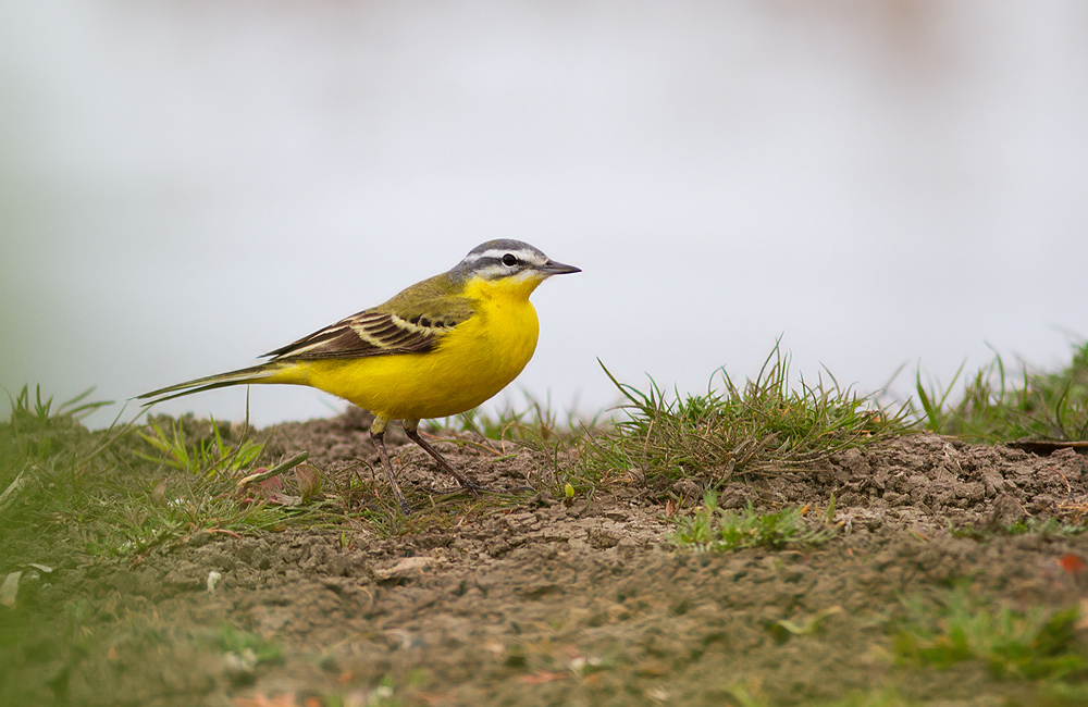 Sarı kuyruksallayan
