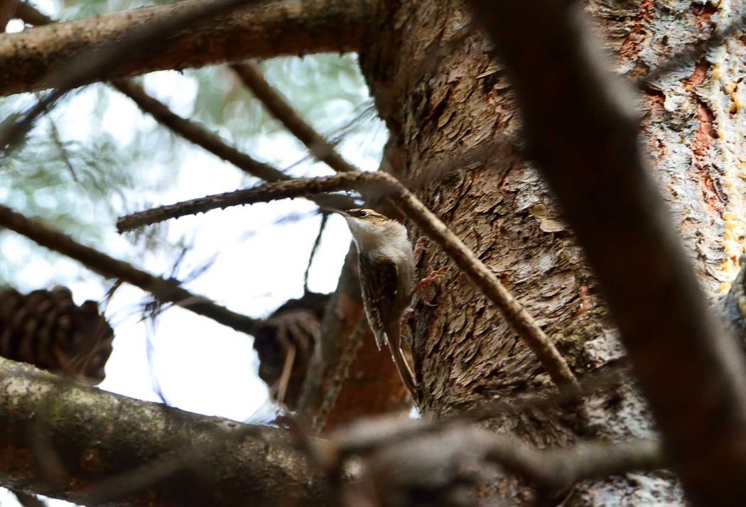 Bahçe tırmaşıkkuşu