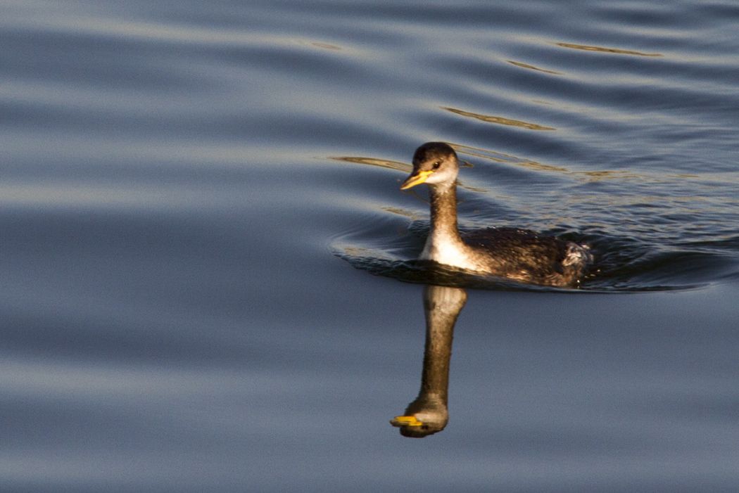 Kızılboyunlu batağan