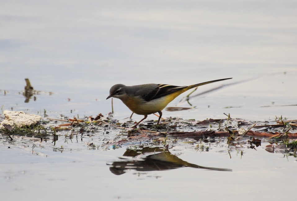 Dağ kuyruksallayanı
