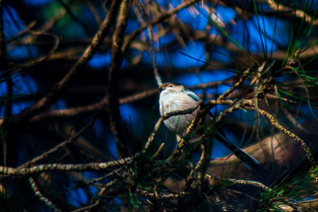 Uzunkuyruklu baştankara