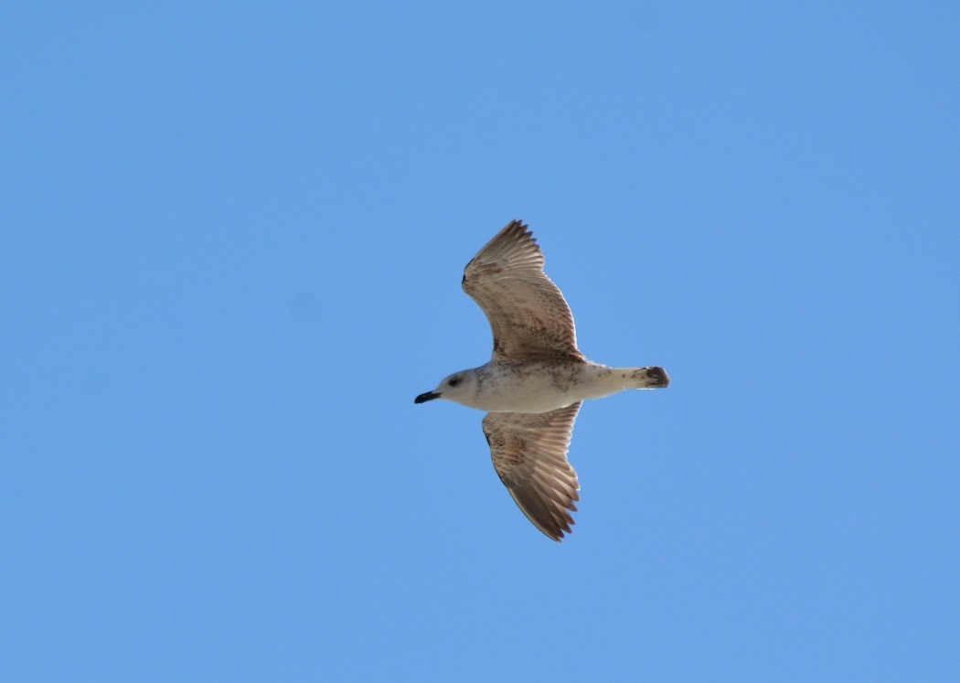 Van gölü martısı