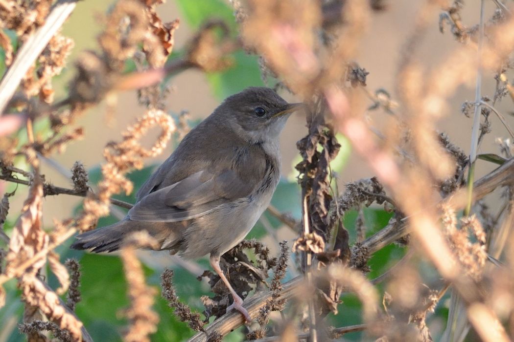 Bataklık kamışçını