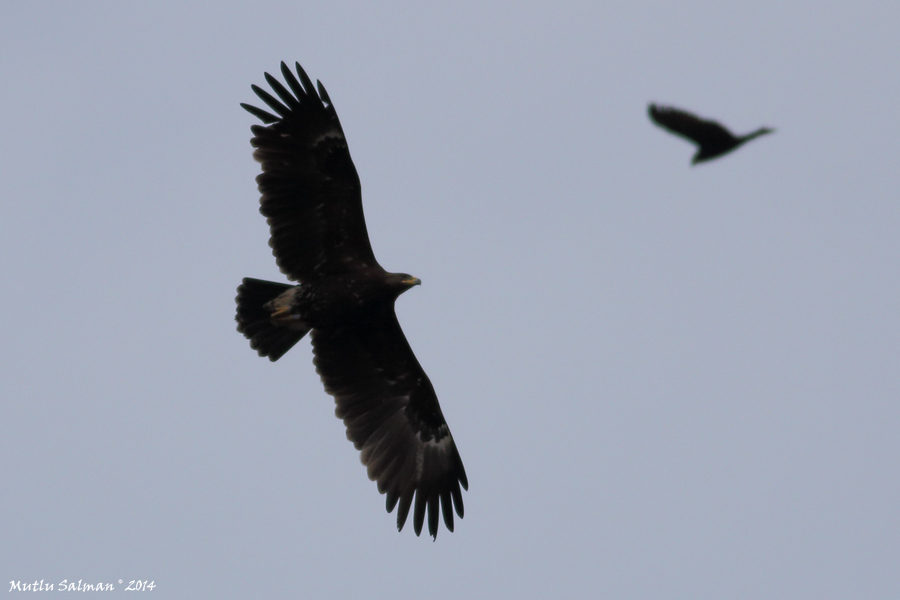 Büyük orman kartalı