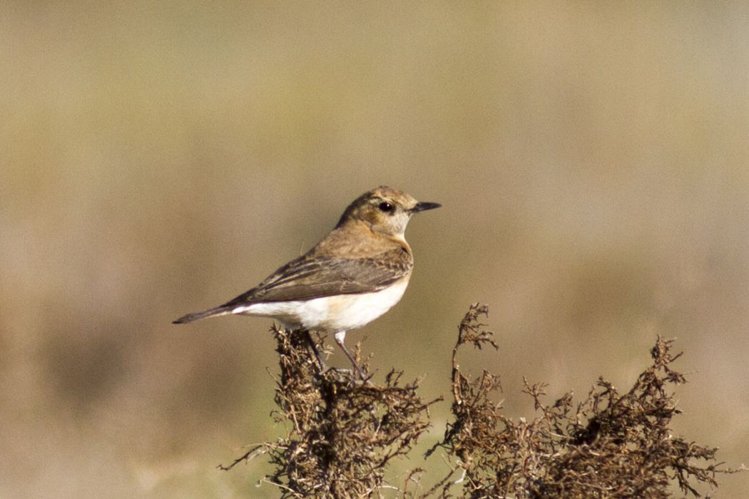 Karakulaklı kuyrukkakan