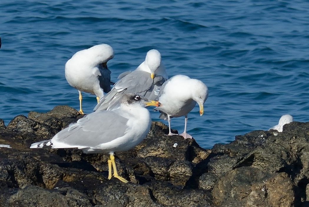 Büyük karabaş martı