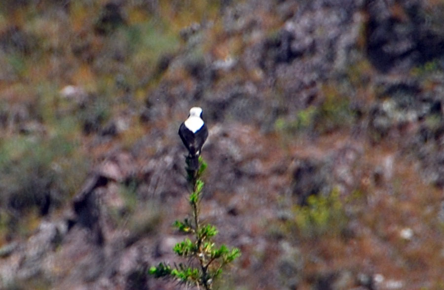 Aksırtlı kuyrukkakan