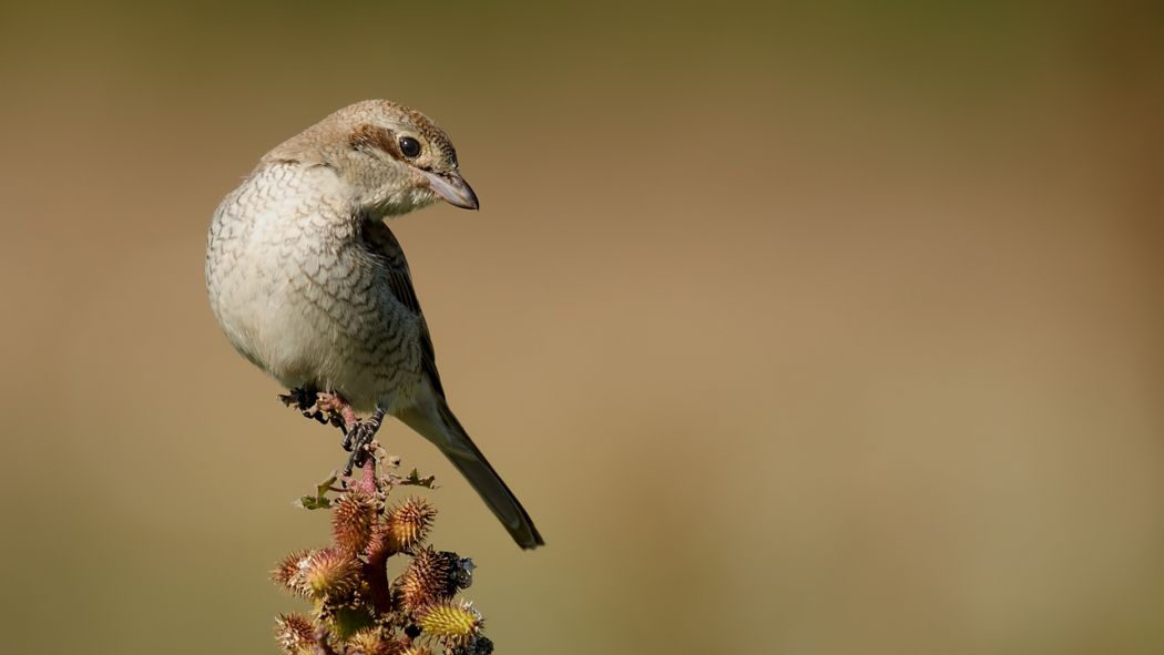 Kızılsırtlı örümcekkuşu