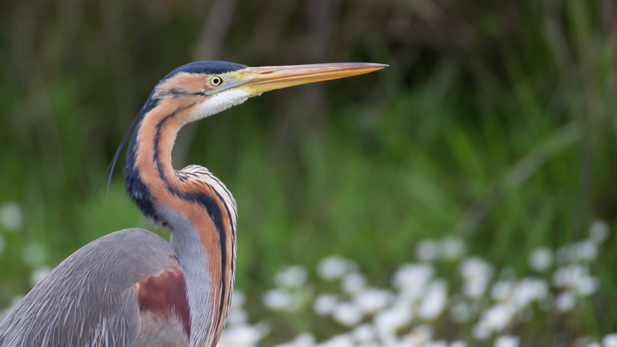 Erguvani balıkçıl