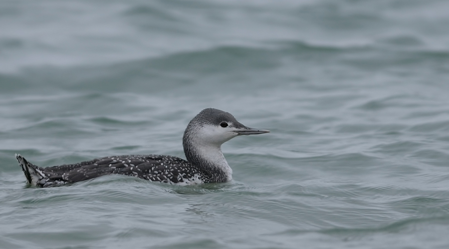 Kızılgerdanlı dalgıç