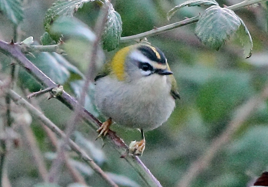 Sürmeli çalıkuşu