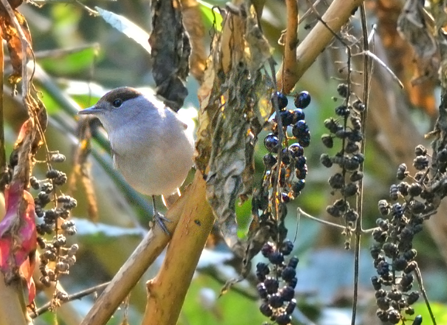 Karabaşlı ötleğen
