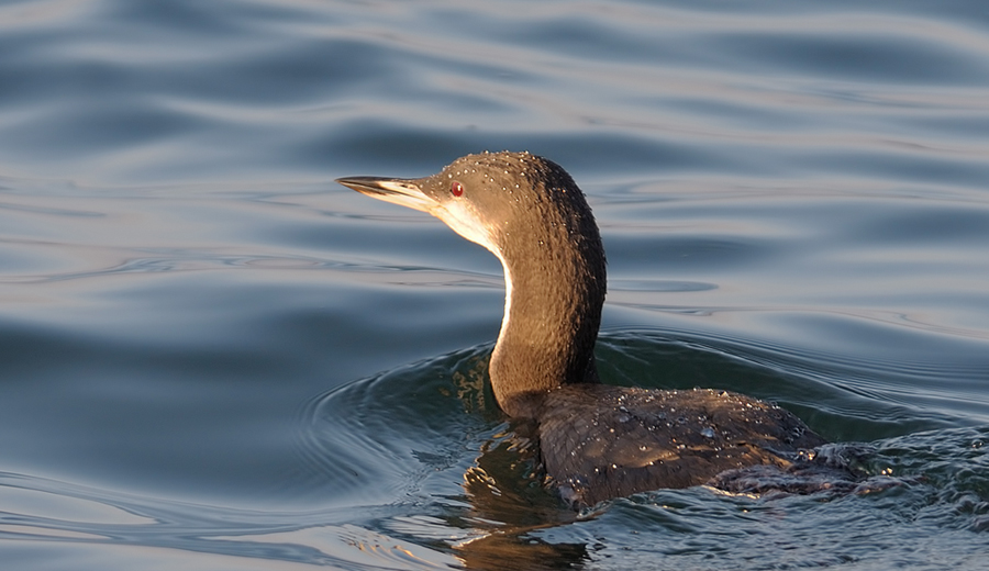 Karagerdanlı dalgıç