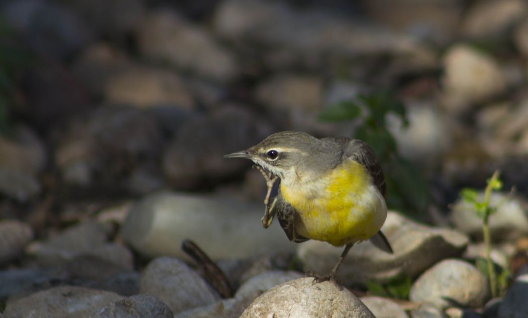 Dağ kuyruksallayanı