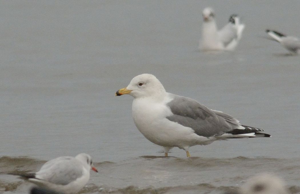 Van gölü martısı