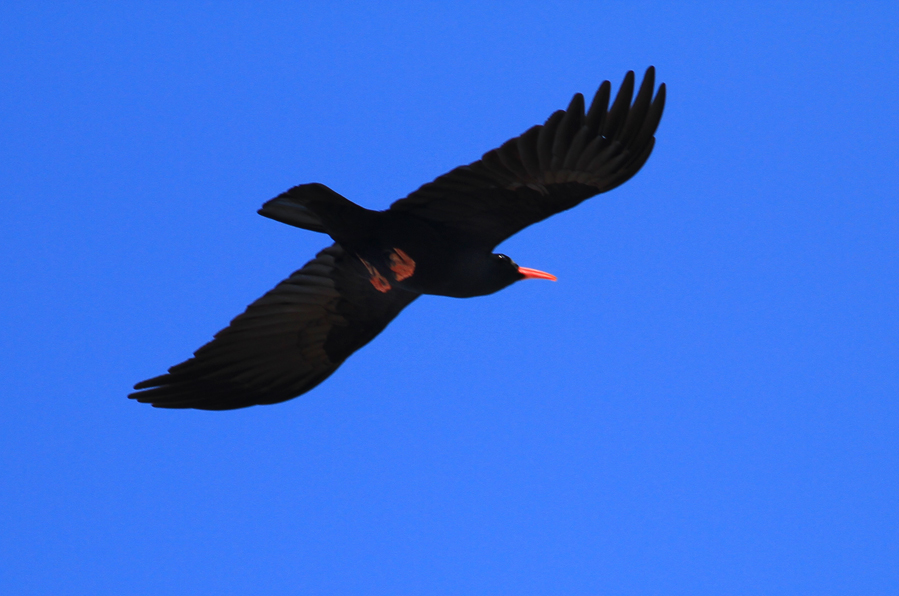 Kırmızıgagalı dağ kargası