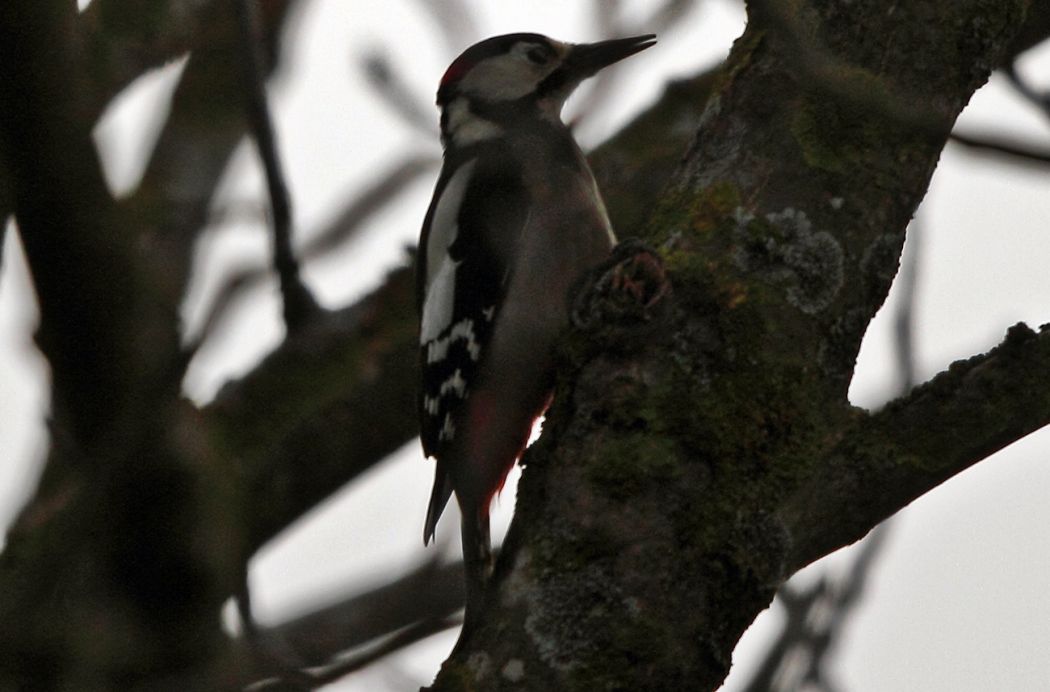 Orman alaca ağaçkakanı