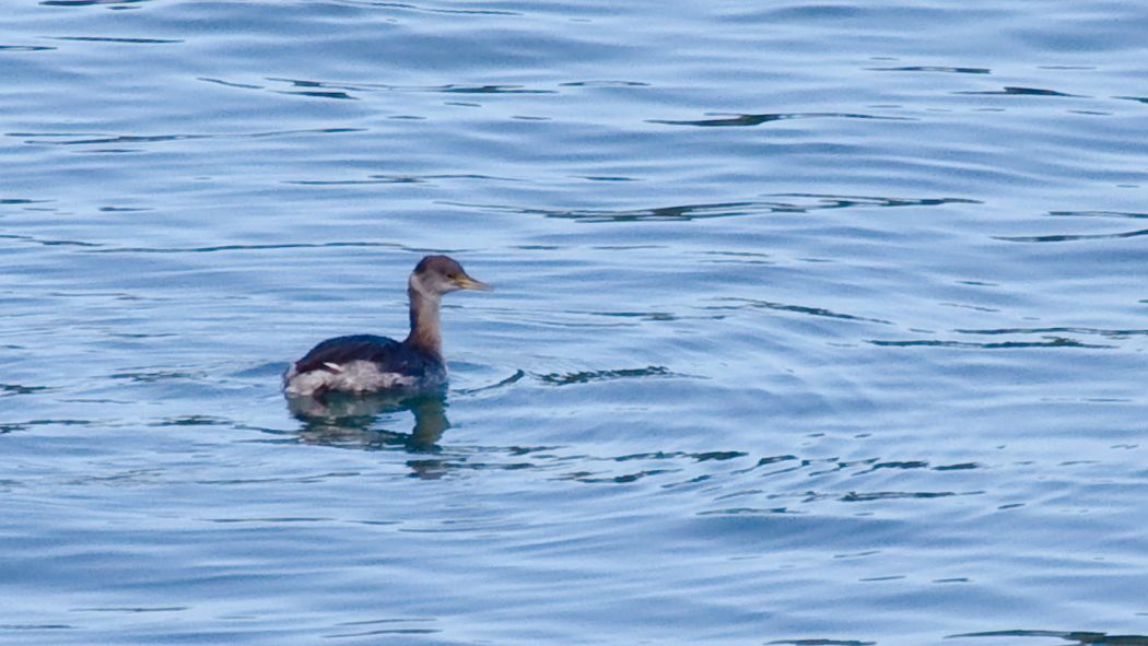 Kızılboyunlu batağan