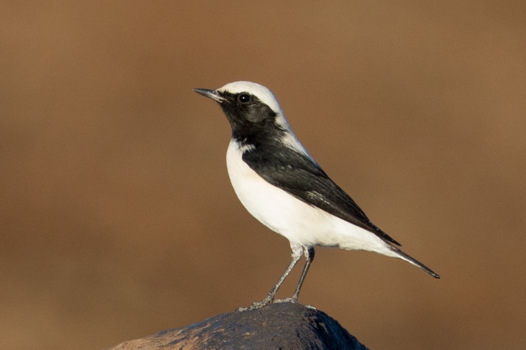 Aksırtlı kuyrukkakan