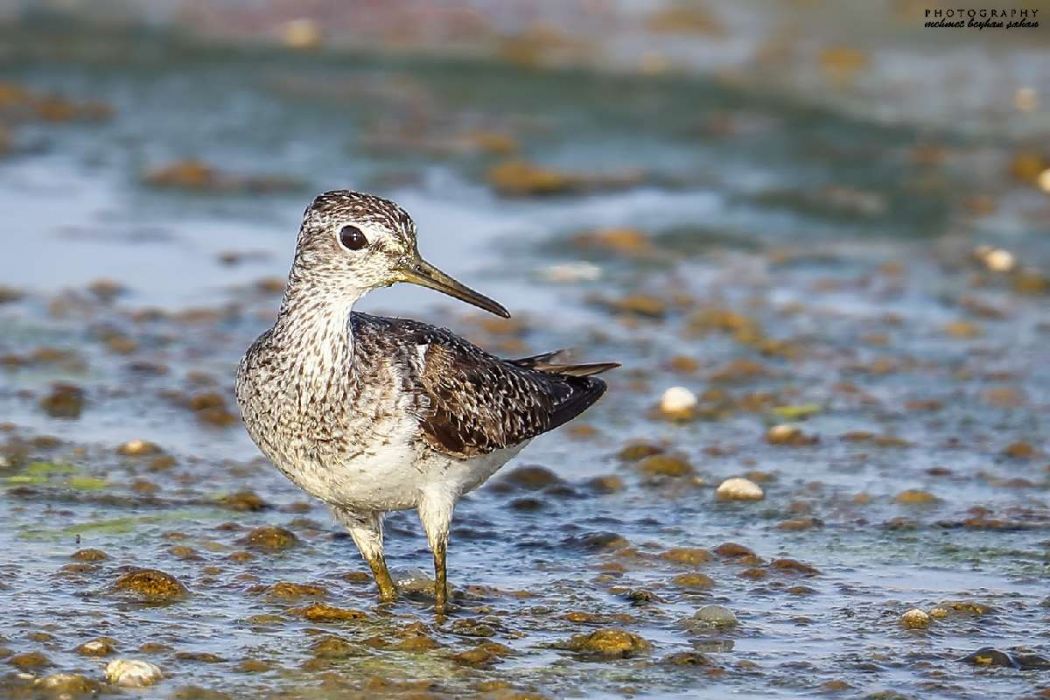 Orman düdükçünü