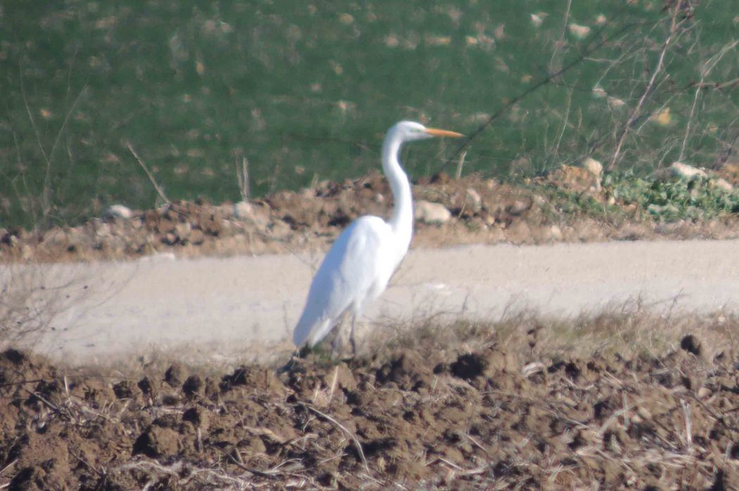 Büyük ak balıkçıl