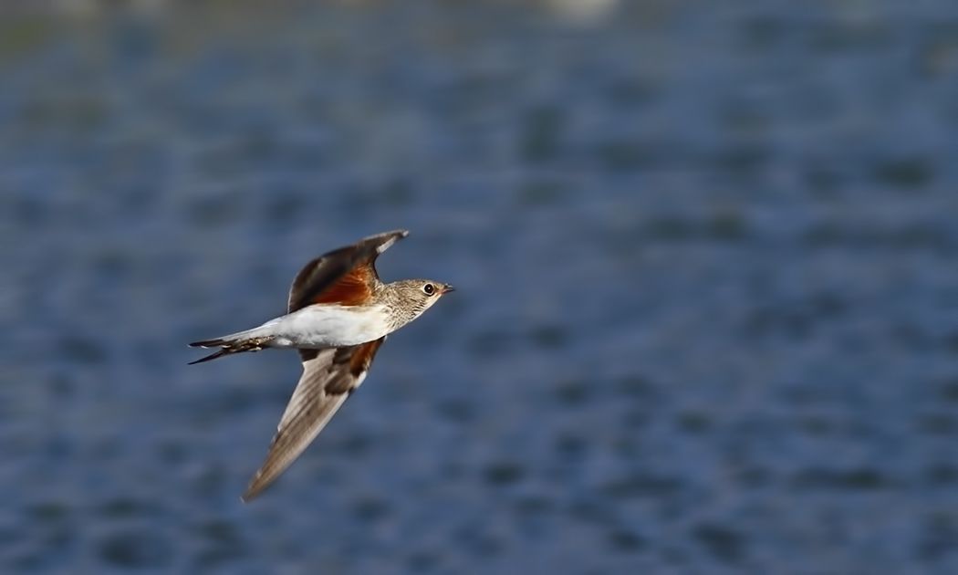 Bataklıkkırlangıcı