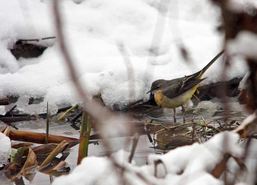 Dağ kuyruksallayanı