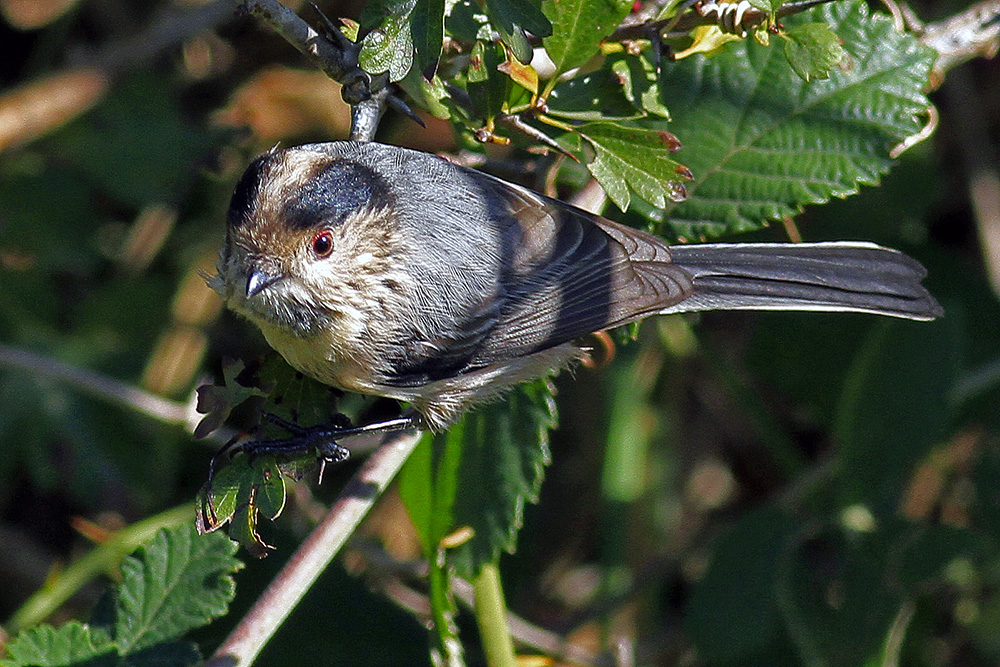 Uzunkuyruklu baştankara