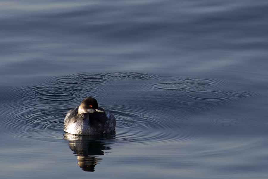 Karaboyunlu batağan