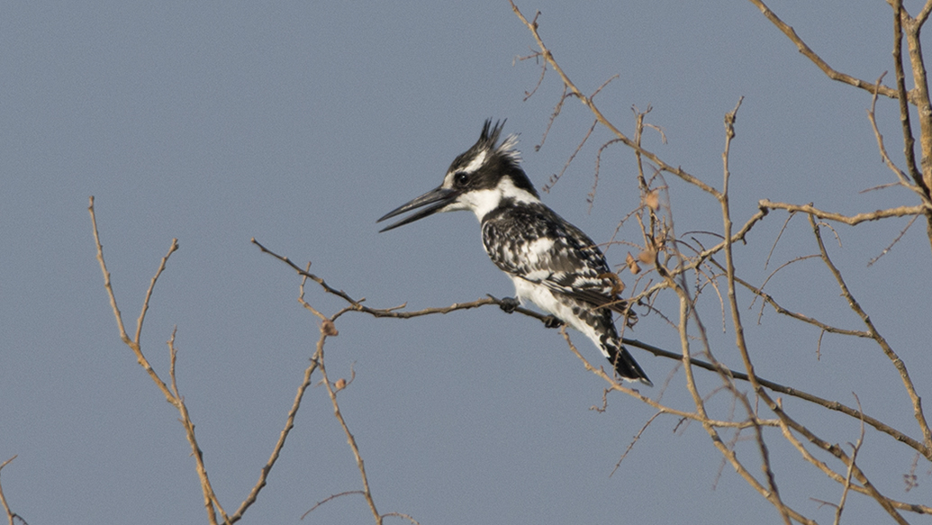 Alaca yalıçapkını