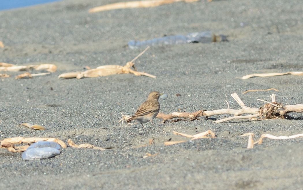 Türkistan çorak toygarı