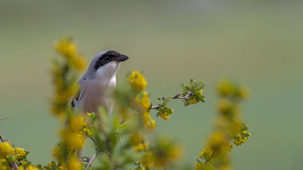 Karaalınlı örümcekkuşu
