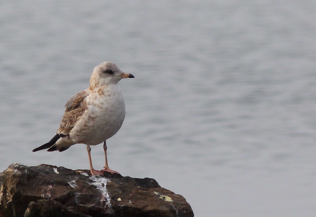 Küçük gümüş martı