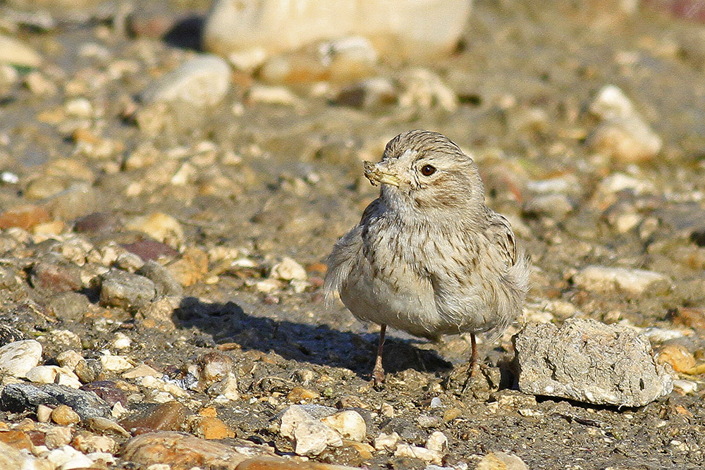 Akdeniz çorak toygarı