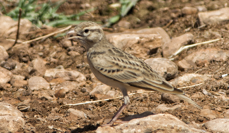 Türkistan çorak toygarı