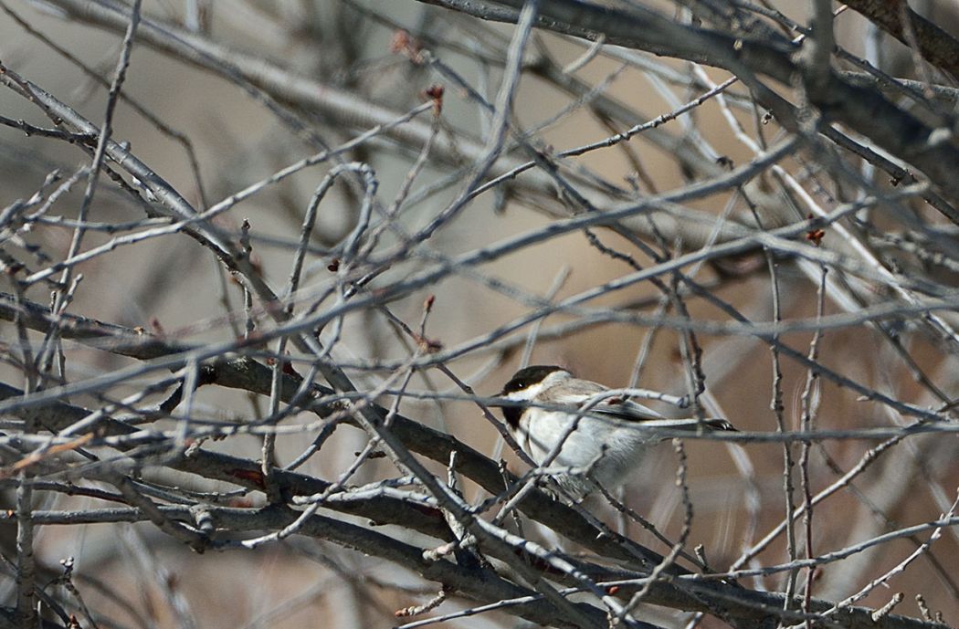 Akyanaklı baştankara