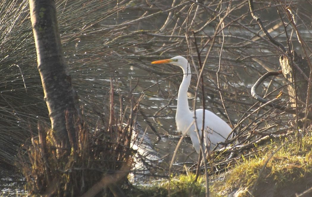 Büyük ak balıkçıl