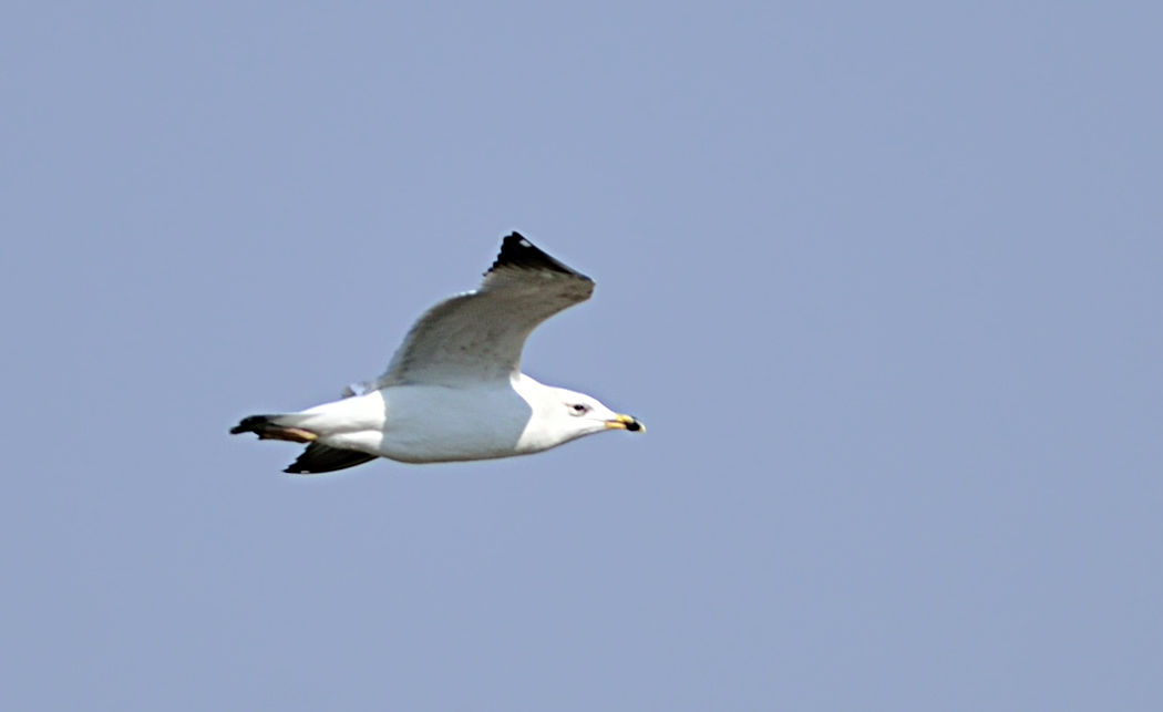 Van gölü martısı